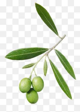 植物橄榄,免抠元素