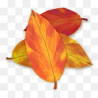 秋季秋天的树叶手绘通用小清新文,免抠元素