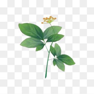 卡通手绘中草药素材,免抠元素