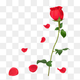 手绘半写实向红色玫瑰花,免抠元素