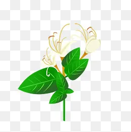 金银花纯天然加工原料(2000X2000(DPI:300))psd模版下载