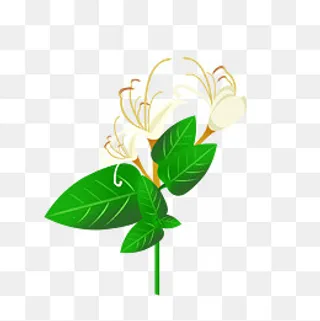 金银花纯天然加工原料