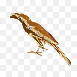 黄金质感小鸟啄木鸟素材,免抠元素