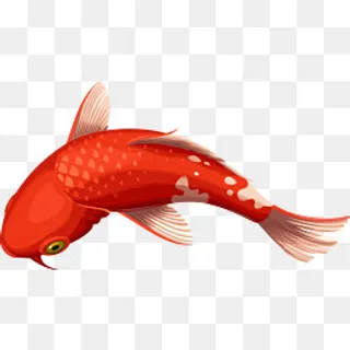 红色矢量锦鲤鱼素材图,免抠元素
