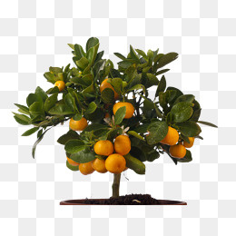 小金橘图片,免抠元素