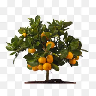 小金橘图片,免抠元素