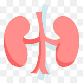 不规则图形彩色肾设计素材