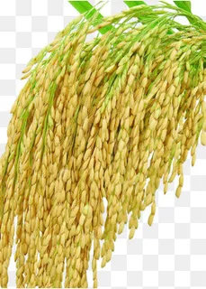 稻穗图片,免抠元素 稻穗图片,免抠元素