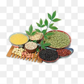 绿豆红豆黑豆莲子小米,免抠元素