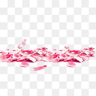 免抠粉色玫瑰花瓣装饰,免抠元素