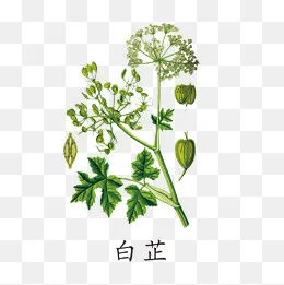 绿色白芷(1181*1181px)psd模版下载