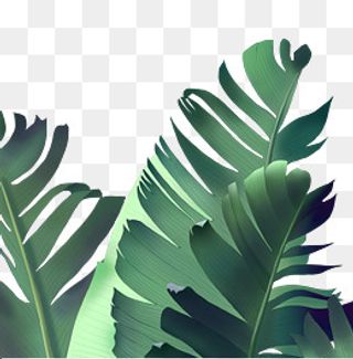 绿植芭蕉叶装饰画,免抠元素