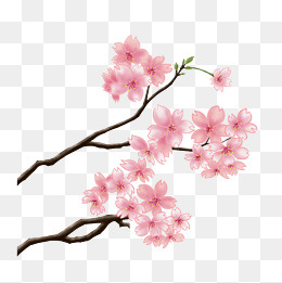 春季樱花树盛开插画