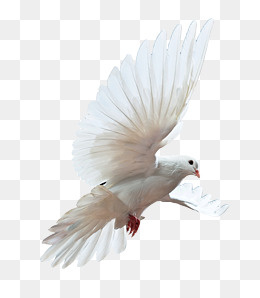 鸽子飞翔,免抠元素