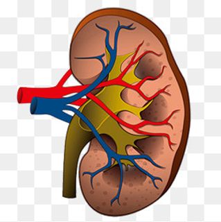 不规则图形透明肾设计素材,免抠元素