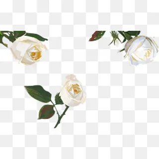 白色手绘玫瑰花,免抠元素