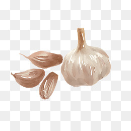 手绘佐料大蒜插画