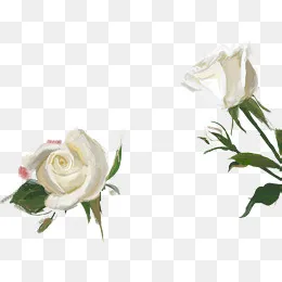 白色手绘玫瑰花,免抠元素(1087*780px)