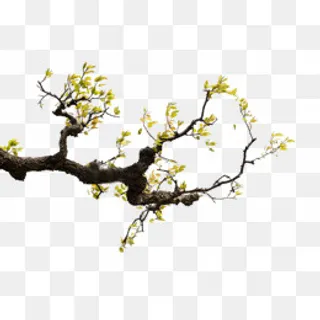 一颗梨花 一颗梨花