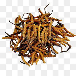 一堆冬虫夏草,免抠元素