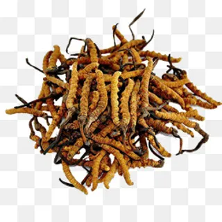 一堆冬虫夏草,免抠元素