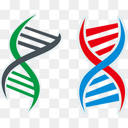 欧式可爱彩色DNA基因链矢量图,免抠元素