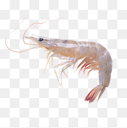 小小的虾,免抠元素