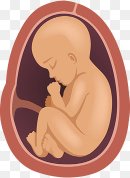 婴儿手绘孕妇体内