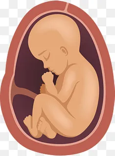婴儿手绘孕妇体内