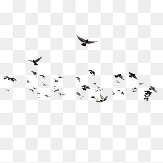 纷飞的成群结队的鸟群