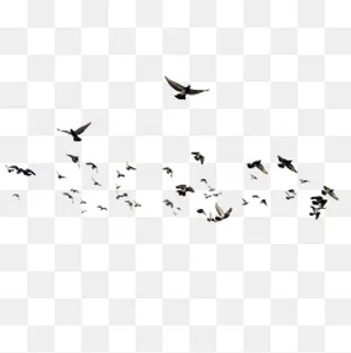 纷飞的成群结队的鸟群