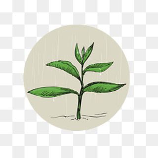 谷雨 手绘植物雨珠,免抠元素