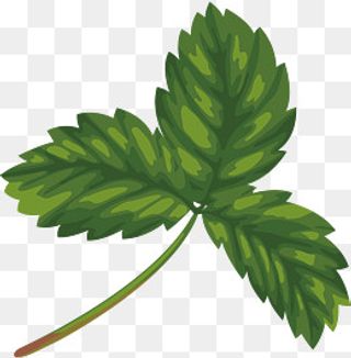 草莓叶子,免抠元素