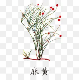 植物麻黄(1181*1181px)psd模版下载