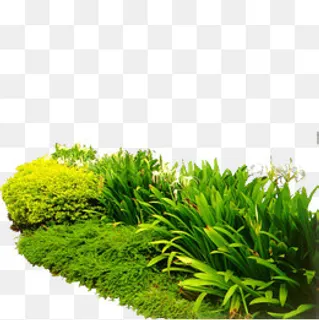 平面灌木丛,免抠元素