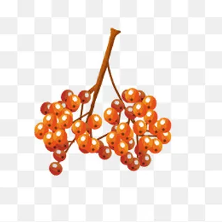 手绘水果png素材,免抠元素