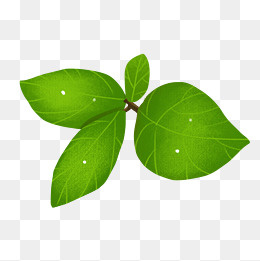 手绘树叶png素材,免抠元素