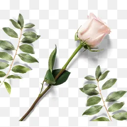 美丽的鲜花花瓣束(1200*1200px)psd模版下载