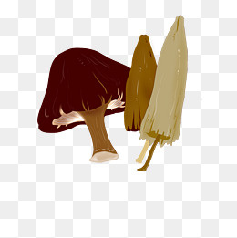 菌类菌菇手绘插画