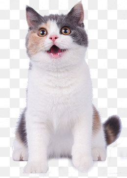 可爱的猫咪,免抠元素(596*829px)