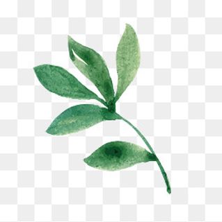 水彩叶子矢量素材,免抠元素