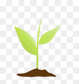 刚出土的小树苗