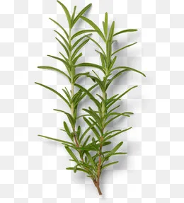 产品实物香料草迷迭香,免抠元素(570*627px)