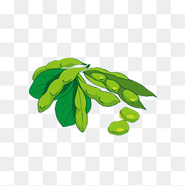 绿色新鲜豆角,免抠元素