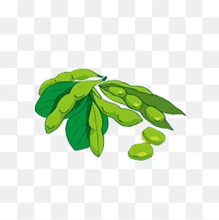 绿色新鲜豆角,免抠元素