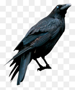恐怖乌鸦