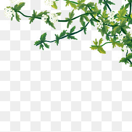 春天夏天前景白色花绿色叶子手绘,免抠元素