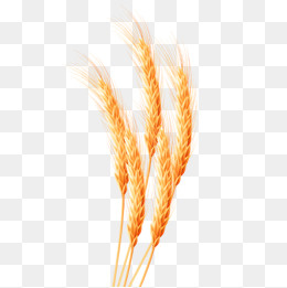 五根黄色的小稻穗,免抠元素