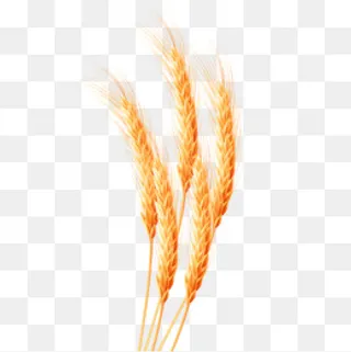 五根黄色的小稻穗,免抠元素