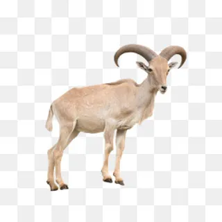 有一对大角的山羊,免抠元素